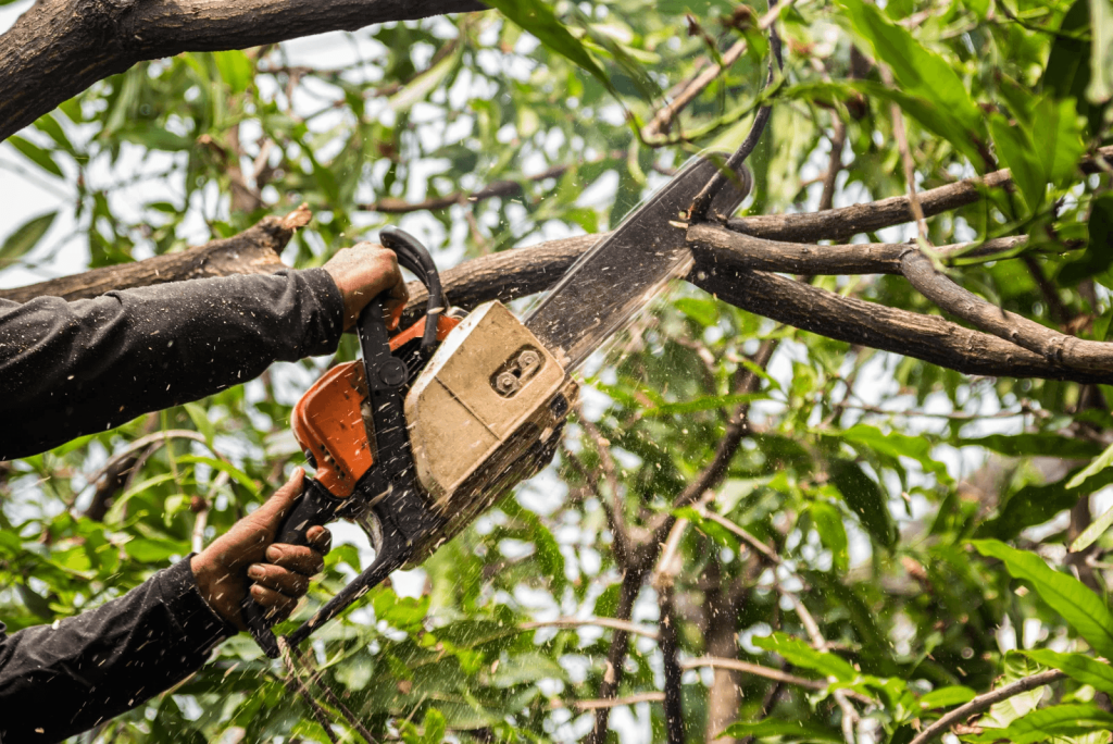 Tree Service Near Me In Naperville